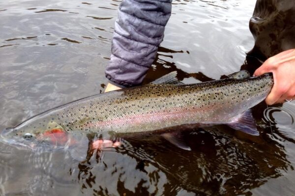 Homer Alaska Fishing Guide | Silverfin Guide Service