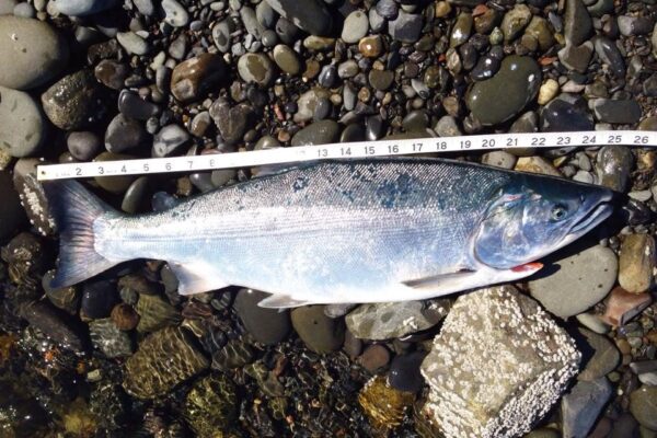 Homer Alaska Fishing Guide | Silverfin Guide Service